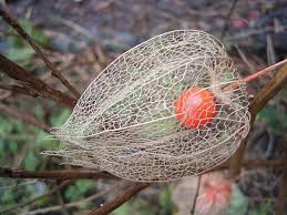 Chinese lantern is traditional chinese handicraft, with a history of over 1800 years, and is now a symbol of china. How To Grow Chinese Lanterns Dengarden