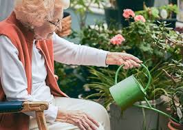 This pretty indoor house palm is a great inspiration if you're dreaming of tropical climates. 6 Best Indoor Plants Brookdale Senior Living