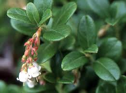 Image result for Baissea viridiflora