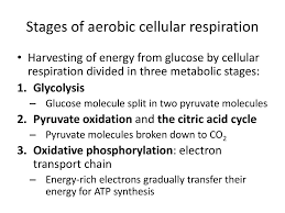 Cells break down simple food molecules such as sugar and release the energy they contain. Cellular Respiration Science Ppt Download