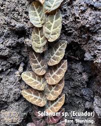 Image result for Solanum sp. A