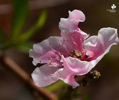 But with peaches, nectarines and apricots, you can cut now you have to do something with those young sprouts, which are eager to get on with the business of growing. Blog Central Texas Gardener