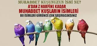 p harfi ile baslayan muhabbet kuslarin isimleri secdem bir dunya icerik