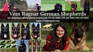 We only have a few litters each year and our puppies are always highly desired. Best Family Dog German Shepherd Breeder Training New