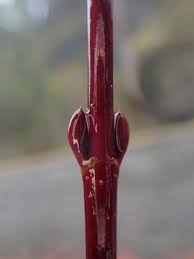 Image result for Sericorema sericea