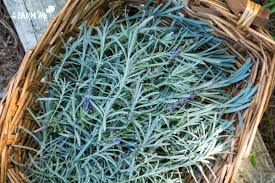 This soothing oil can calm anxiety and improve sleep. 6 Uses For Lavender Leaves