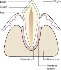 Anatomy Of The Teeth And Periodontium Veterian Key