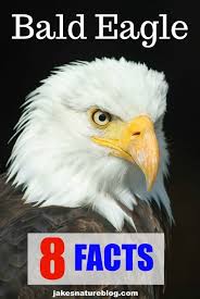8 Bald Eagle Facts A Symbol Of The Usa Jake S Nature Blog Eagle Facts Bald Eagle Facts About Bald Eagles