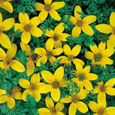 Image result for Bidens grantii