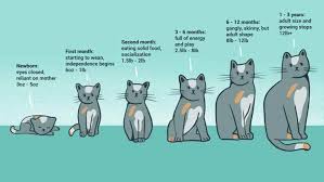 Tannis fenton, who revised it in 2013 to. When Do Cats Stop Growing We Love Cats And Kittens