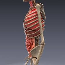 Realistic Human Internal Organs 3d Model Human Organs 3d Model