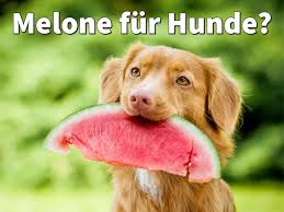 Wie viele kalorien enthält fett, eiweiß und kohlenhydrate? Durfen Hunde Melone Essen Wassermelone Und Honigmelone