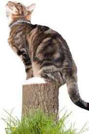 Understanding How Flea Collars Work For Cats Flea Tick Treatment Cat Flea Tick Wormers Cat Medicanimal Com