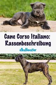 233,349 likes · 1,541 talking about this · 1,146 were here. Cane Corso Italiano Eine Detaillierte Rassenbeschreibung Hunde Rassen Hunderassen Hunde