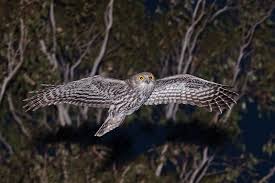 Barking Owl Ninox Connivens In Flight Photo By Richard Jackson Owl Australian Native Birds Owl Lovers