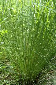 Image result for Juncus