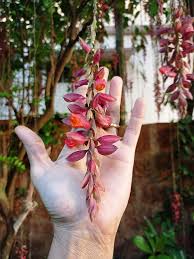 Image result for Thunbergia graminifolia