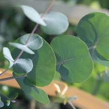 Image result for Eucalyptus angustissima