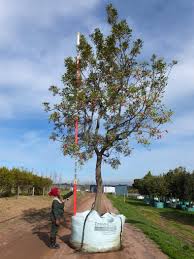 Image result for Ekebergia