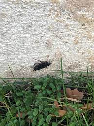 Accessibility to the nests may be restricted and yet this is the key to gaining control of the infestation. Ant Mary S Pest Control Albuquerque Startseite Facebook