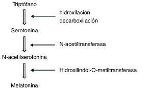 Melatonina modelleri, melatonina markaları, seçenekleri, özellikleri ve en uygun fiyatları n11.com'da sizi bekliyor! Sintesis De La Melatonina A Partir Del Triptofano Download Scientific Diagram