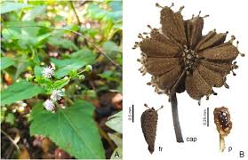 Image result for Adenostemma mauritianum