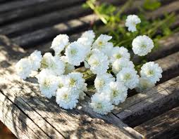 Image result for Feverfew