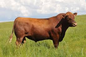 Red Angus Cattle Cattle Beef Cattle Braford Cattle