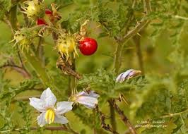Image result for Solanum sisymbriifolium