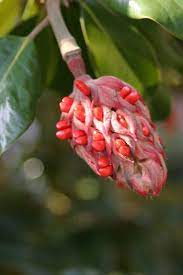 Magnolia Seed Harvesting The Scott Arboretum S Garden Seeds Seeds Natural Forms Planting Succulents