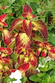 Image result for Coleus scutellarioides