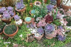 These natives of north africa's canary islands prefer more moisture than most succulents. Succulent Love Richard Jackson Garden