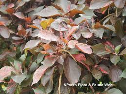 Image result for Acalypha volkensii