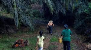 Kelapa sawit means oil palm in malay. Dakwaan Pencabulan Rogol Di Ladang Sawit Mykmu Net