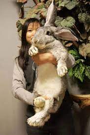 Pin On Rabbits