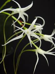 Image result for Cyrtorchis chailluana