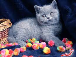 pin na doske obyavleniya zhivotnye