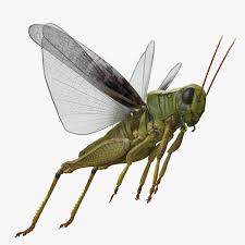 Grasshopper Jumping Pose 3d Model Ad Jumping Grasshopper Model Pose Jumping Poses 3d Model Real Model
