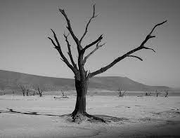 In The Play Waiting Of Godot The Tree Has Very Symbolic Meanings The Tree Is Waiting Place Of Vladimir And Estragon For Godot And M Background Tree Willows