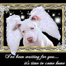How to get over the death of a dog. How Do You Get Over The Death Of A Much Loved Pet Hubpages