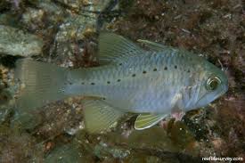 Image result for Gutenbergia rueppellii