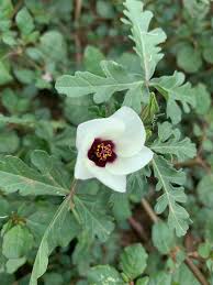 Image result for Hibiscus tridactylites