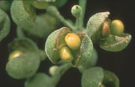 Image result for Uncinula necator