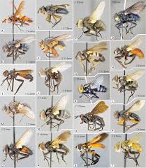 Image result for Terminalia trichopoda