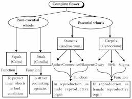 Both a female and a male reproductive system are made up of different organs that help create and produce new breathing life. Sexual Reproduction In Flowering Plants Short Notes Of Cbse Class 12