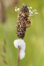 Rare days when i have to go back on those memories. What Is Cuckoo Spit The Wildlife Trust For Lancashire Manchester And North Merseyside