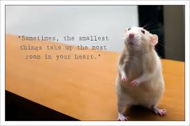 Martin Marty Mouse Pet Rats Cute Rats Baby Rats