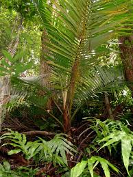 Image result for Acanthophoenix rubra