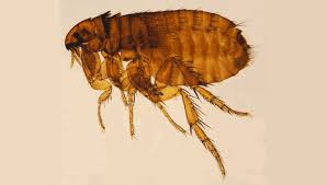 Image result for Typhus