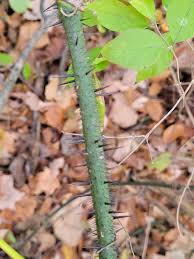 Image result for Smilax  tamnoides